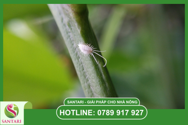 Khái niệm về rệp sáp rễ cà phê Pseudococcidae