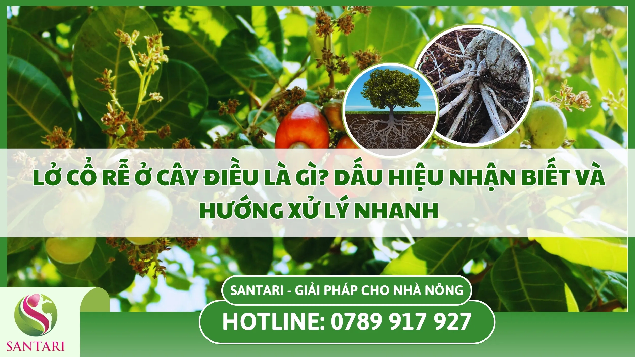 Lở Cổ Rễ Trên Cây Điều Là Gì? Dấu Hiệu Nhận Biết Và Hướng Xử Lý Nhanh