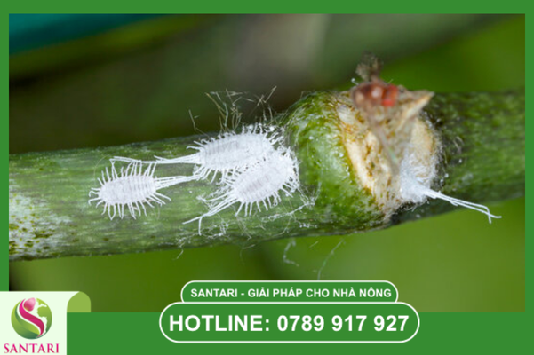 Hiểm họa từ rệp sáp sầu riêng giai đoạn nhú mắt cua