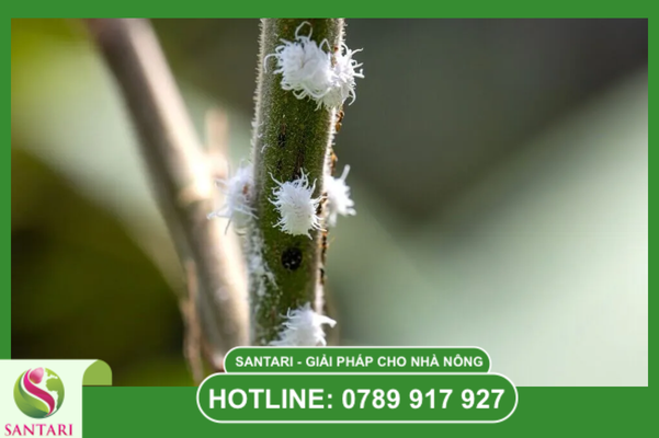 Chiến lược luân phiên hoạt chất theo sơ đồ IRAC từ Santari