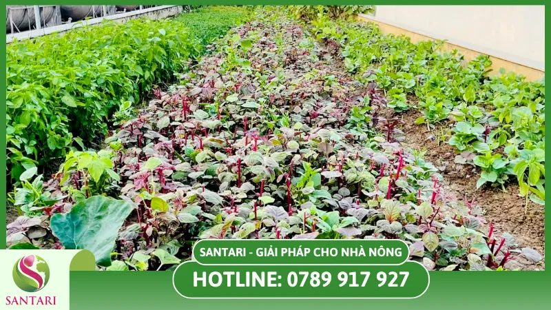 Top 10 loại rau nên trồng vào mùa mưa