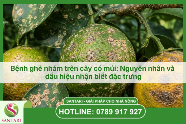 Bệnh ghẻ nhám trên cây có múi: Nguyên nhân và dấu hiệu nhận biết đặc trưng