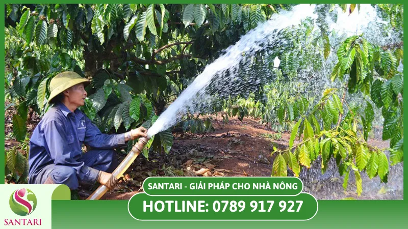 Phục hồi vườn cà phê mùa hạn hán