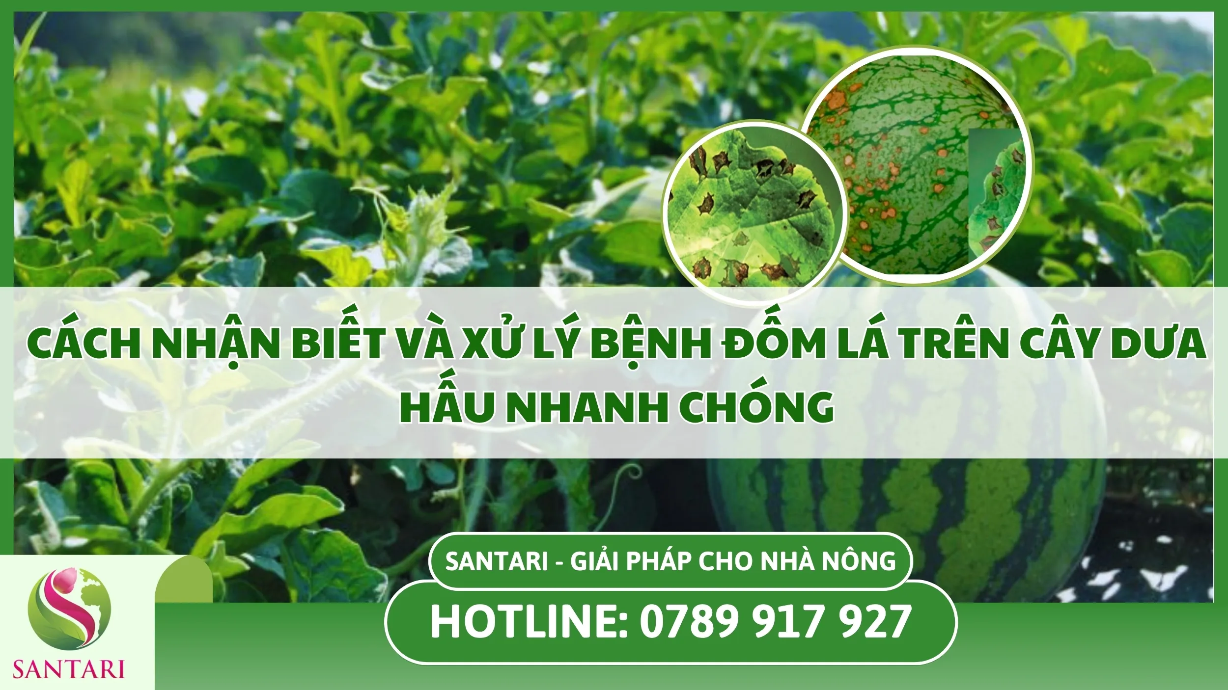Cách Nhận Biết Và Xử Lý Bệnh Đốm Lá Trên Cây Dưa Hấu Nhanh Chóng