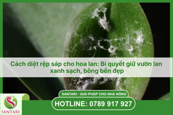 Cách diệt rệp sáp cho hoa lan: Bí quyết giữ vườn lan xanh sạch, bông bền đẹp