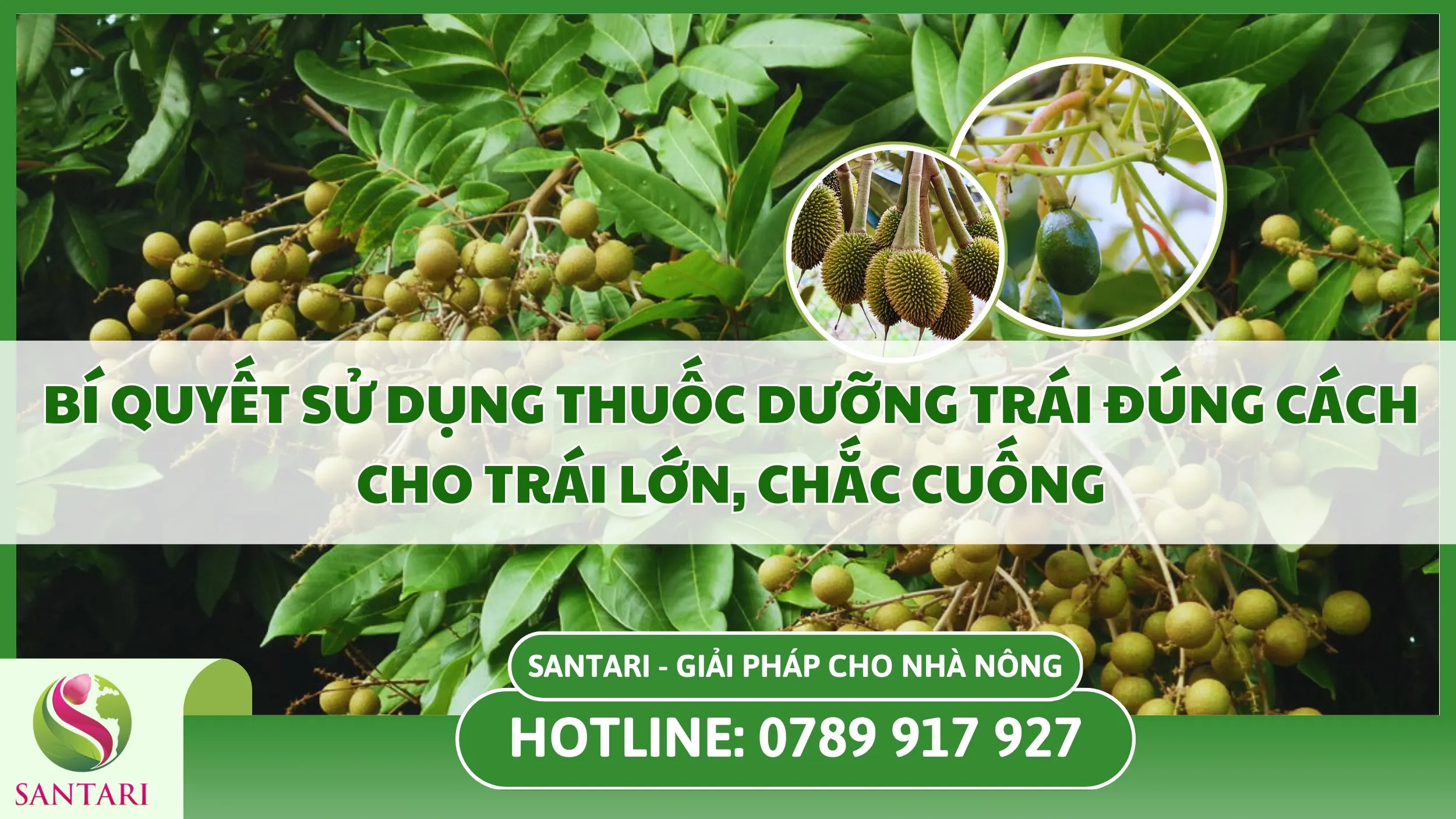 Bí Quyết Sử Dụng Thuốc Dưỡng Trái Đúng Cách Cho Trái Lớn, Chắc Cuống