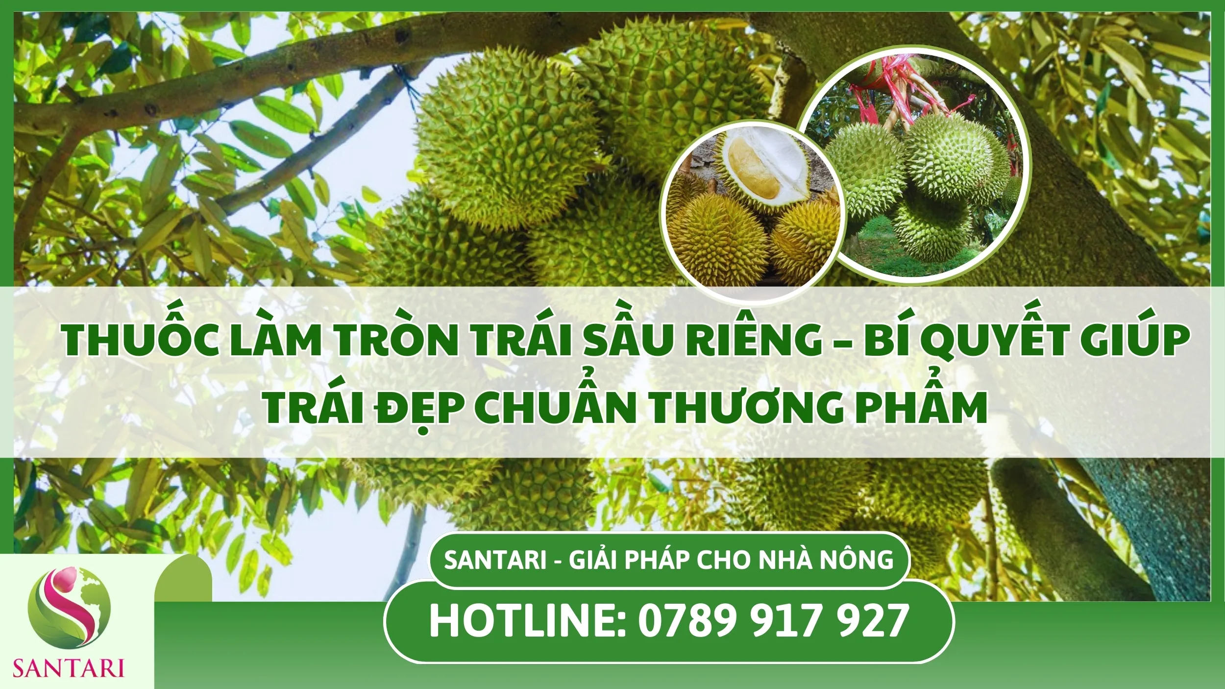 Thuốc Làm Tròn Trái Sầu Riêng – Bí Quyết Giúp Trái Đẹp Chuẩn Thương Phẩm