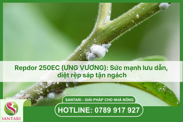 Repdor 250EC (Ưng Vương): Sức mạnh lưu dẫn, diệt rệp sáp tận ngách