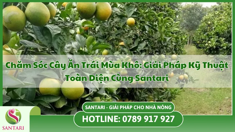 Cách chăm sóc cây ăn trái mùa khô tại Santari