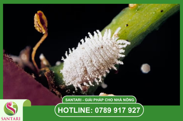 Câu hỏi thường gặp 