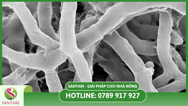 Nguyên nhân gây bệnh khô cổ bông trên lúa