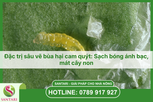 Đặc trị sâu vẽ bùa hại cam quýt: Sạch bóng ánh bạc, mát cây non.