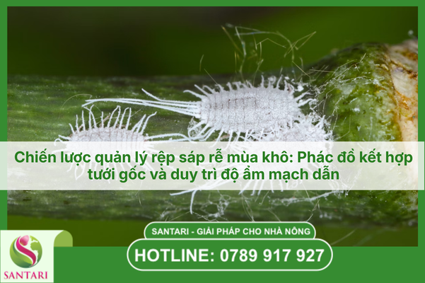 Chiến lược quản lý rệp sáp rễ mùa khô: Phác đồ kết hợp tưới gốc và duy trì độ ẩm mạch dẫn