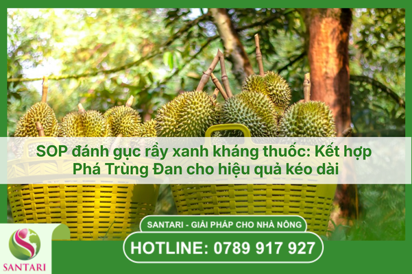 Bí quyết giữ cơi đọt sầu riêng xanh mướt, sạch bóng rầy xanh mùa nắng