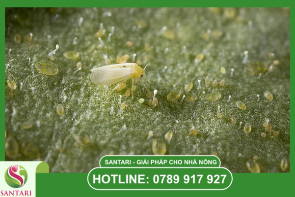 Tại sao rầy phấn trắng ngày càng khó trị?