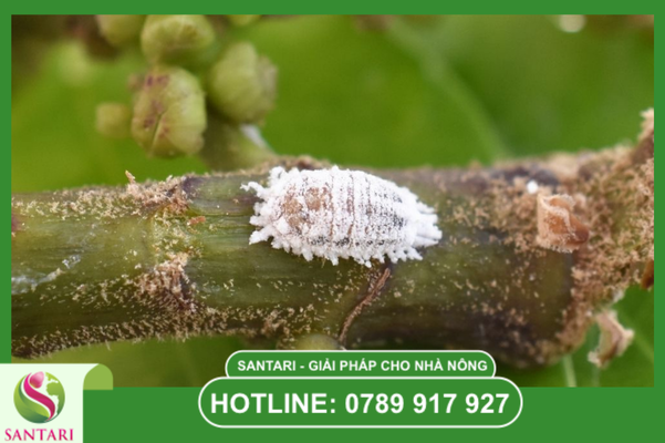 Khái niệm và đặc điểm sinh học của rệp sáp Pseudococcidae