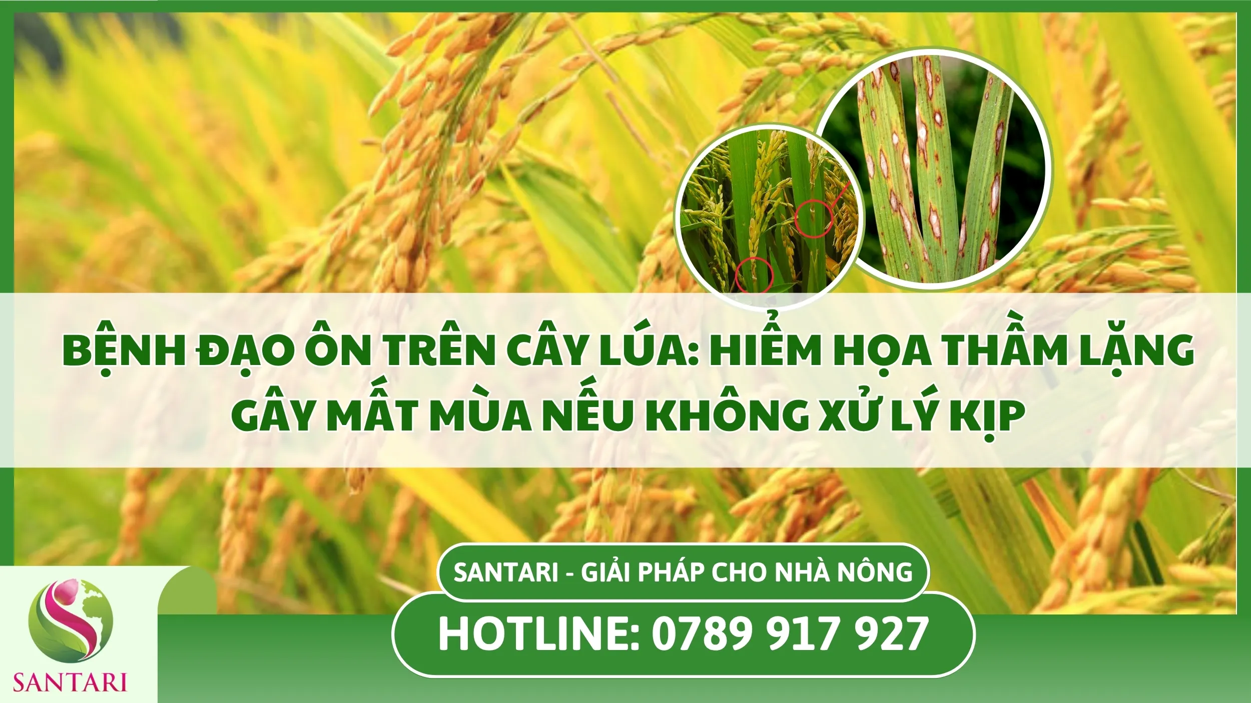 Bệnh Đạo Ôn Trên Cây Lúa: Hiểm Họa Thầm Lặng Gây Mất Mùa Nếu Không Xử Lý Kịp