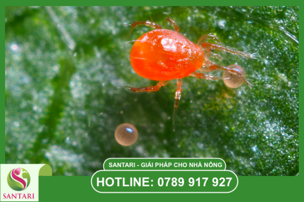 Chân dung “sát thủ” nhện đỏ và tác hại trên lá non