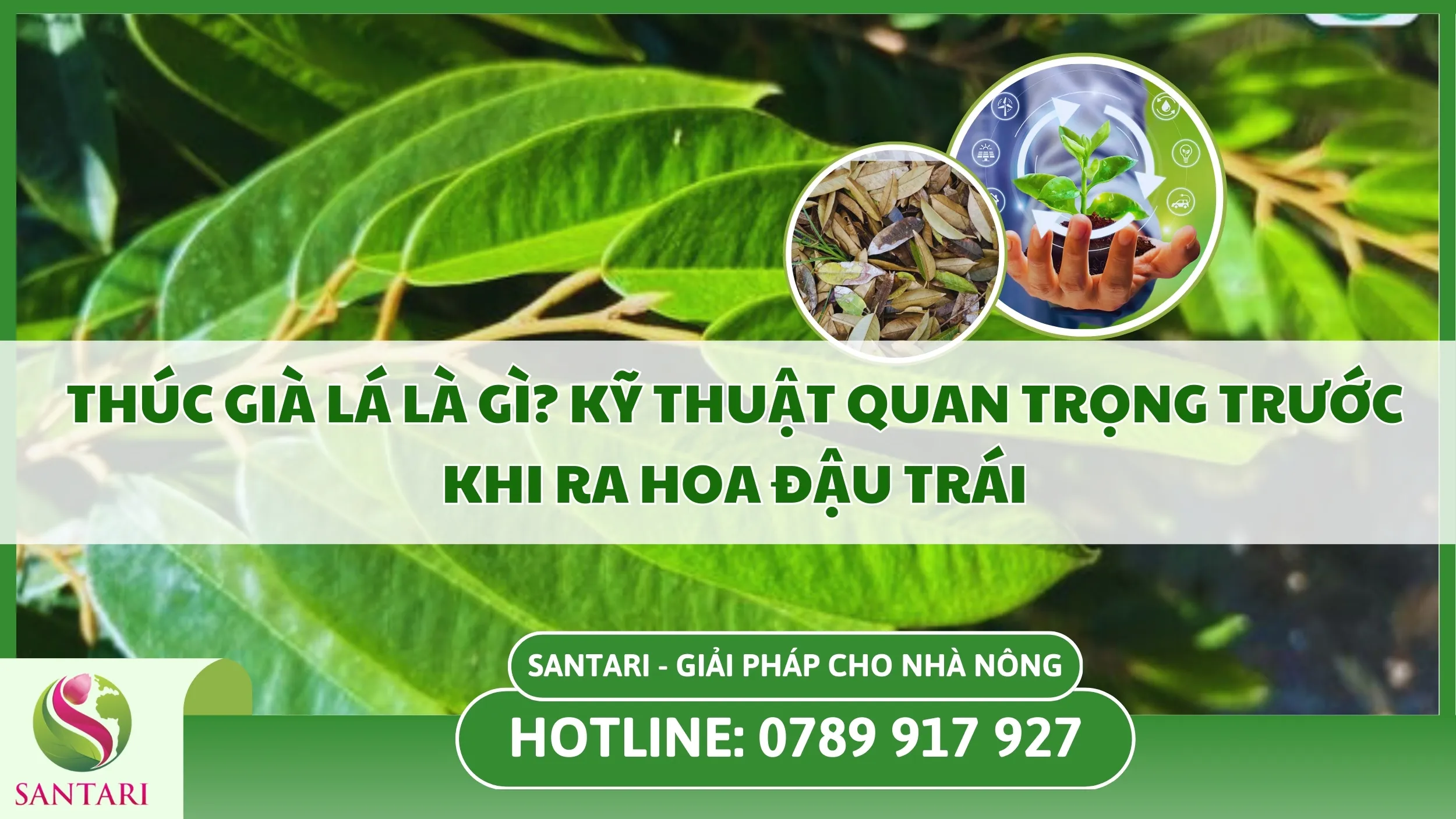 Thúc Già Lá Là Gì? Kỹ Thuật Quan Trọng Trước Khi Ra Hoa Đậu Trái