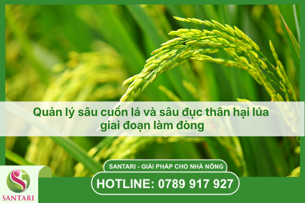 Quản lý sâu cuốn lá và sâu đục thân hại lúa giai đoạn làm đòng