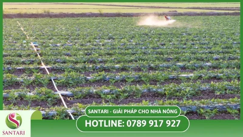 Cải tạo đất trồng dưa hấu
