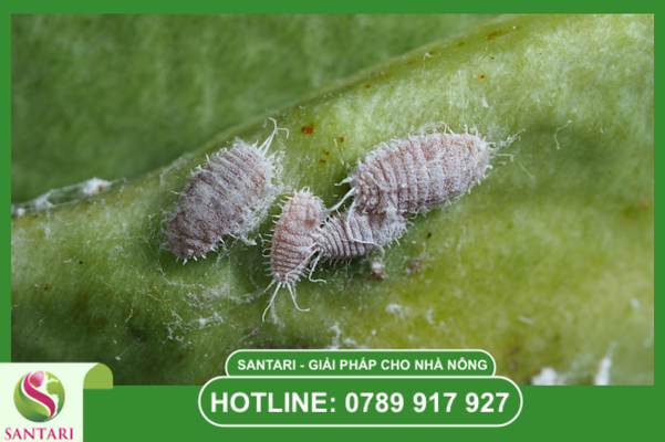 Đặc điểm sinh học của rệp sáp Pseudococcidae