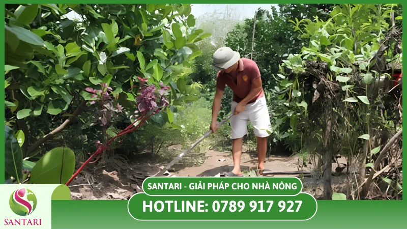 Các biện pháp giúp cây ăn trái hạn chế chết dần chết mòn