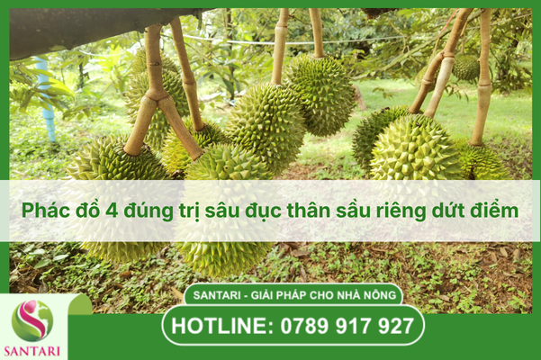 Phác đồ 4 đúng trị sâu đục thân sầu riêng dứt điểm