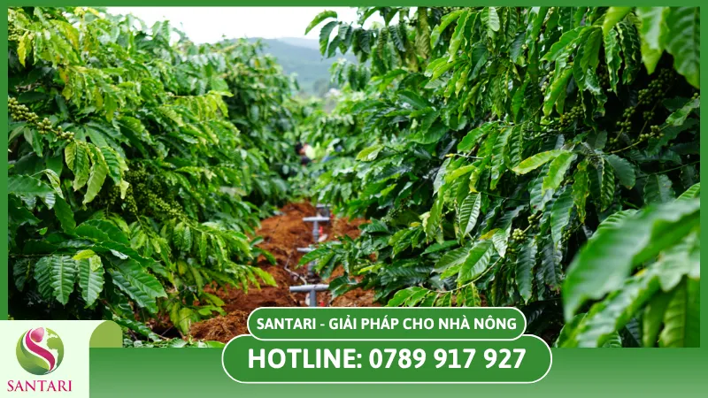 Tưới nước tiết kiệm giúp vườn cây vượt cạn thành công