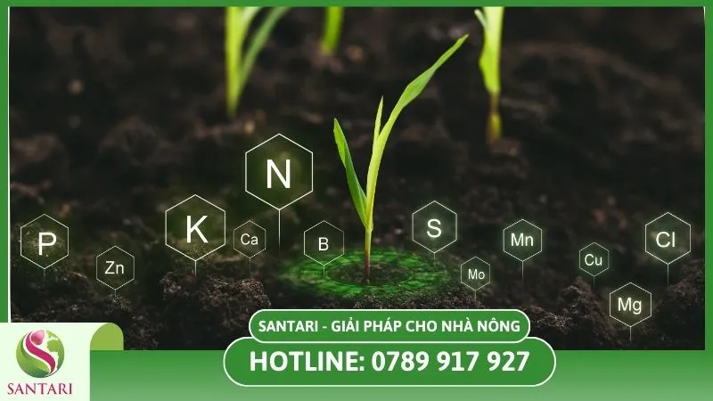 Tăng khả năng hấp thu dinh dưỡng