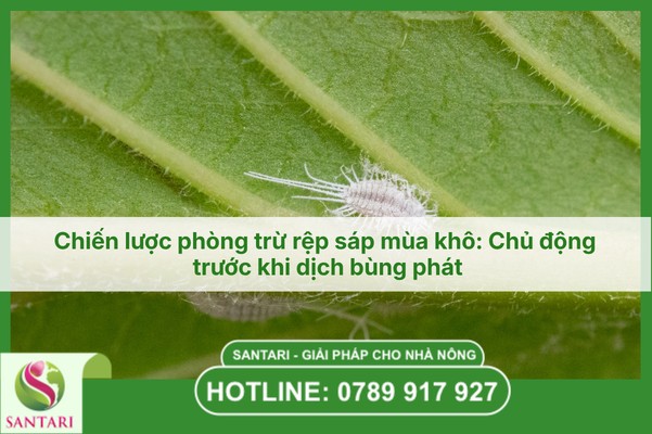 Chiến lược phòng trừ rệp sáp mùa khô: Chủ động trước khi dịch bùng phát