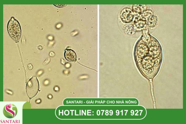 Chết nhanh hồ tiêu là gì? Bản chất của "Sát thủ hủy diệt"