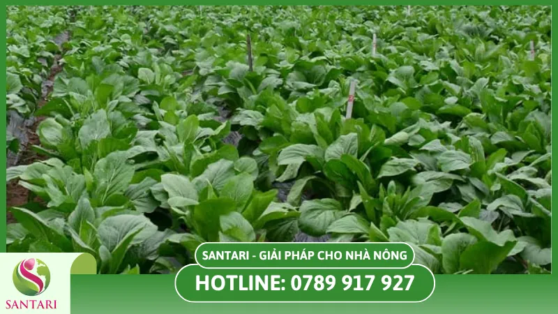 Kỹ thuật trồng rau trong mùa mưa