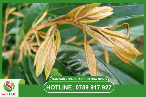 Tầm quan trọng của việc bảo vệ cơi đọt non