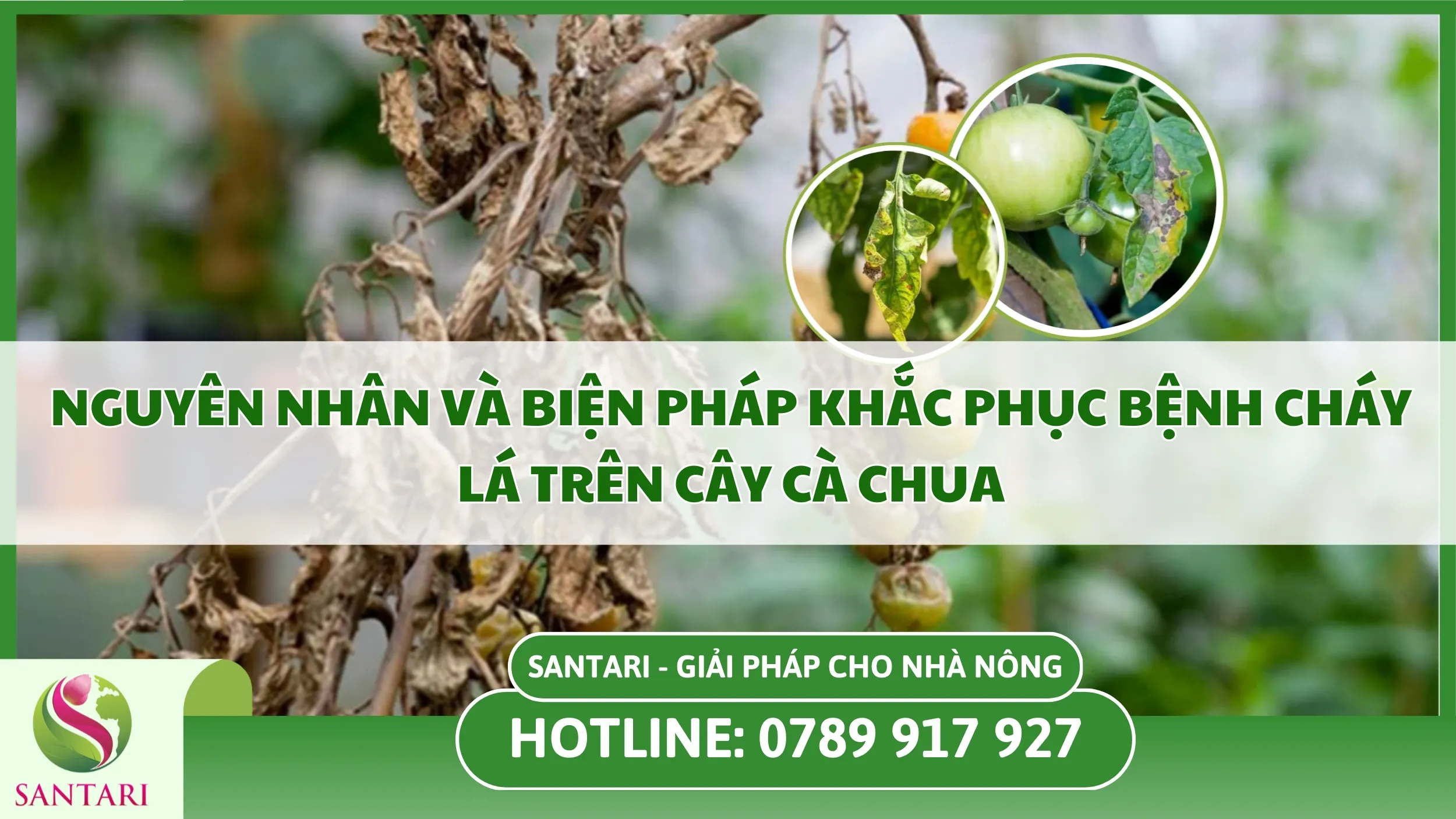 Nguyên Nhân và Biện Pháp Khắc Phục Bệnh Cháy Lá Trên Cây Cà Chua