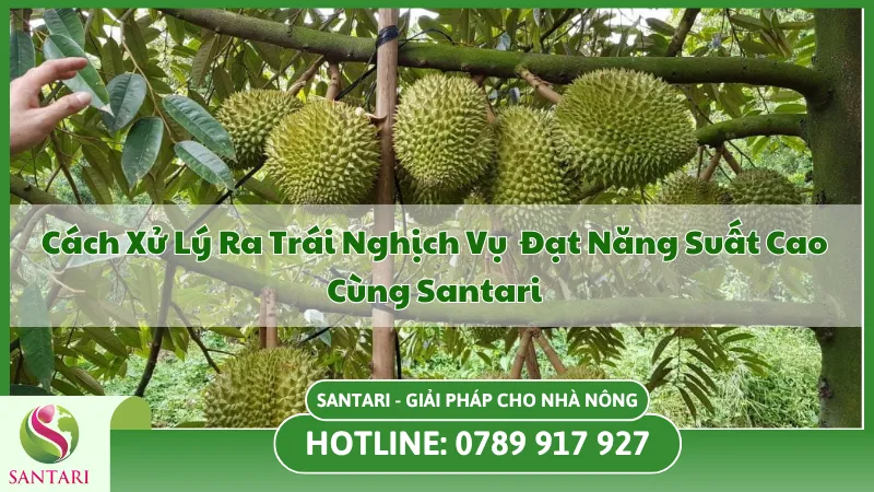 Chia Sẻ Cách Xử Lý Sầu Riêng Ra Trái Nghịch Vụ Hiệu Quả