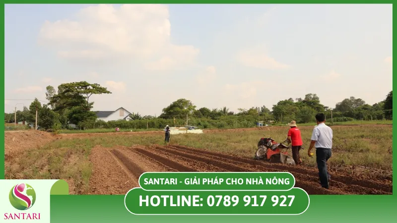 Cải Tạo Đất Để Trồng Rau Mùa Khô