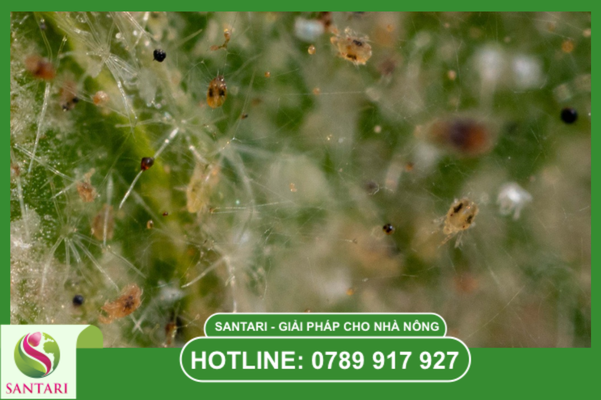 Câu hỏi thường gặp