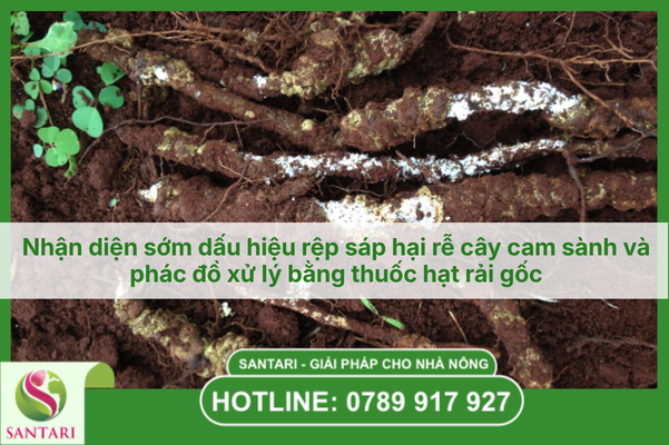 Nhận diện sớm dấu hiệu rệp sáp hại rễ cây cam sành và phác đồ xử lý bằng thuốc hạt rải gốc