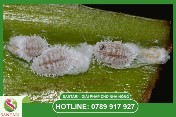Giải mã sức mạnh của "lớp phấn trắng"