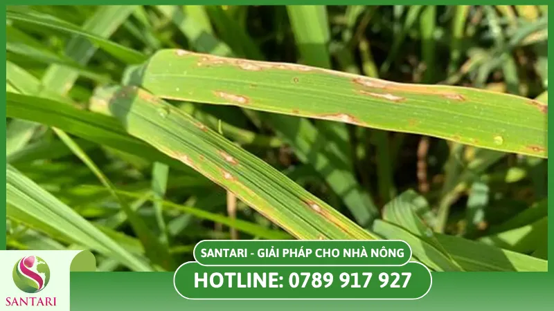 Hình ảnh bệnh cháy bìa lá lúa