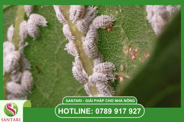 Tại sao giai đoạn nhạy cảm cần thuốc rệp sáp mát cây?