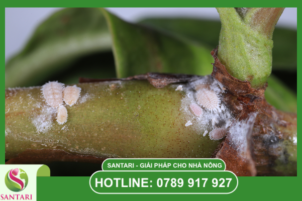 Phác đồ Santari: Sản phẩm tiêu biểu dạng sữa (SC)