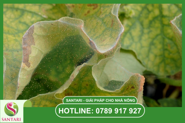 Giải pháp từ Santari