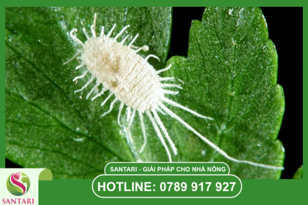 Khái niệm và đặc điểm của rệp sáp Pseudococcidae