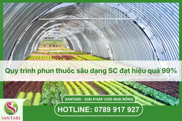 Quy trình phun thuốc sâu dạng SC đạt hiệu quả 99%