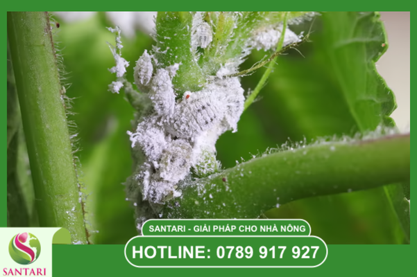 Biện pháp hỗ trợ hóa học và sinh học chuẩn Santari