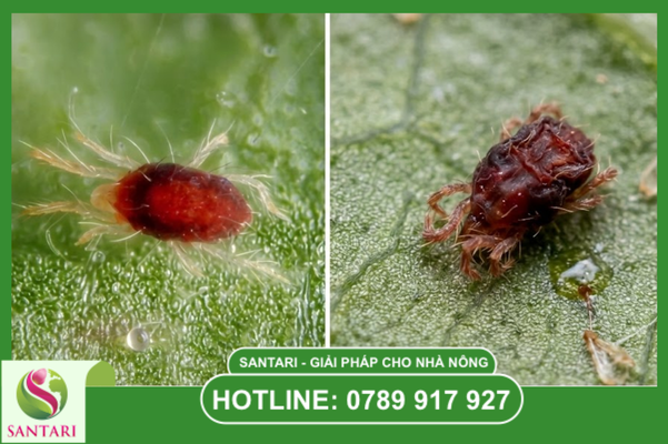 Lộ trình 8 tuần luân phiên hoạt chất trị nhện đỏ Santari.