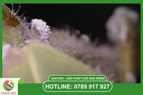 Hiểu về đối thủ: Tại sao rệp sáp lại khó trị?