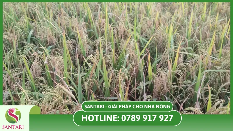 Bệnh bạc lá lúa ảnh hưởng kinh tế